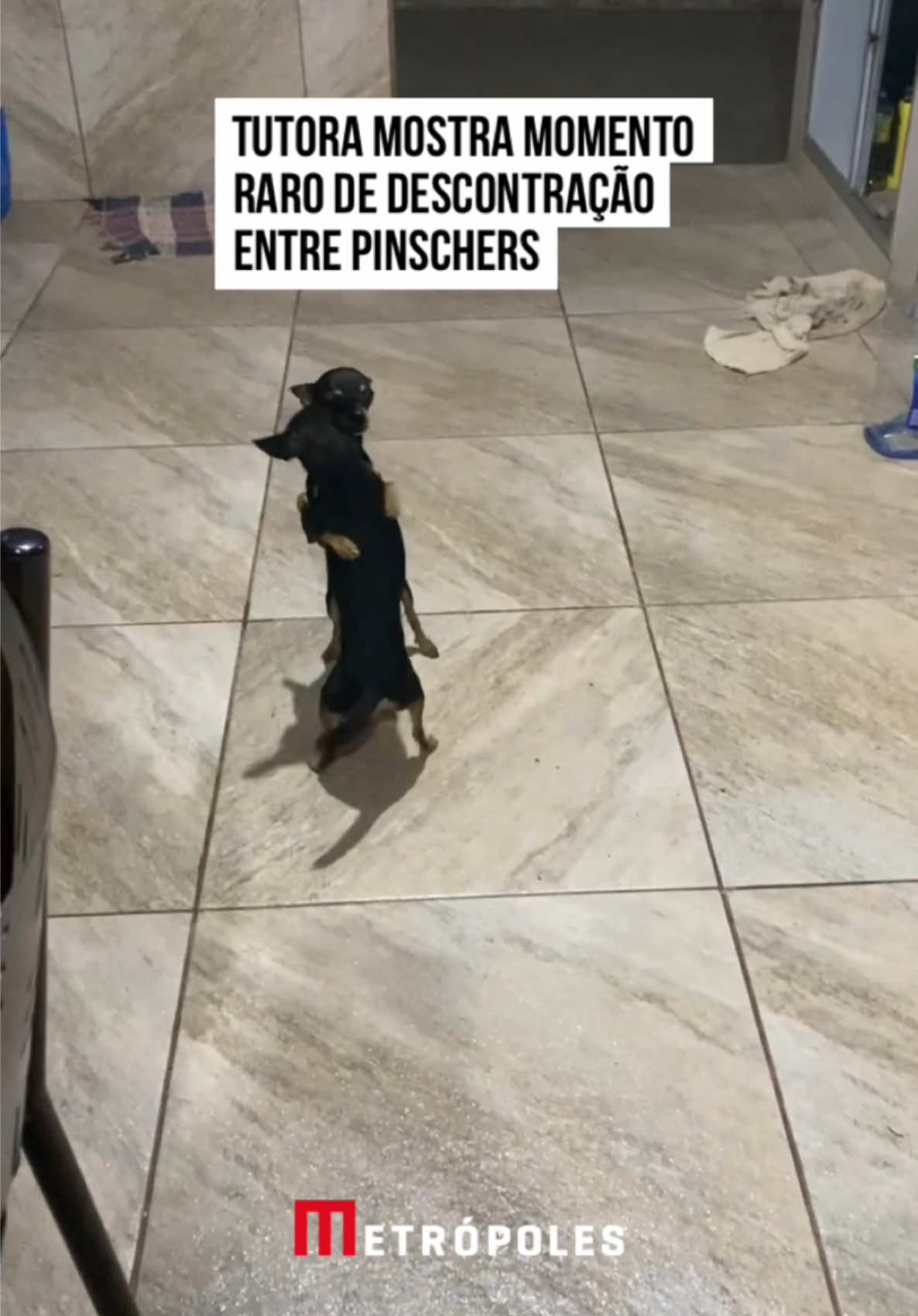 😂🥰 Conhecidos por serem #pets estressados, cachorrinhos da raça #pinschers resolveram dar fim a má #fama e mostrar que são só alegria e amor. Em um momento de #descontração os animais são flagrados pelas câmeras dançando um #forró agarradinhos. “Até meus #cachorros dançam”, comenta a tutora, enquanto os presentes caem na risada. Dá para acreditar? #TikTokNotícias 🎥 anapaulafariaaa (ig) | @myhoodbr