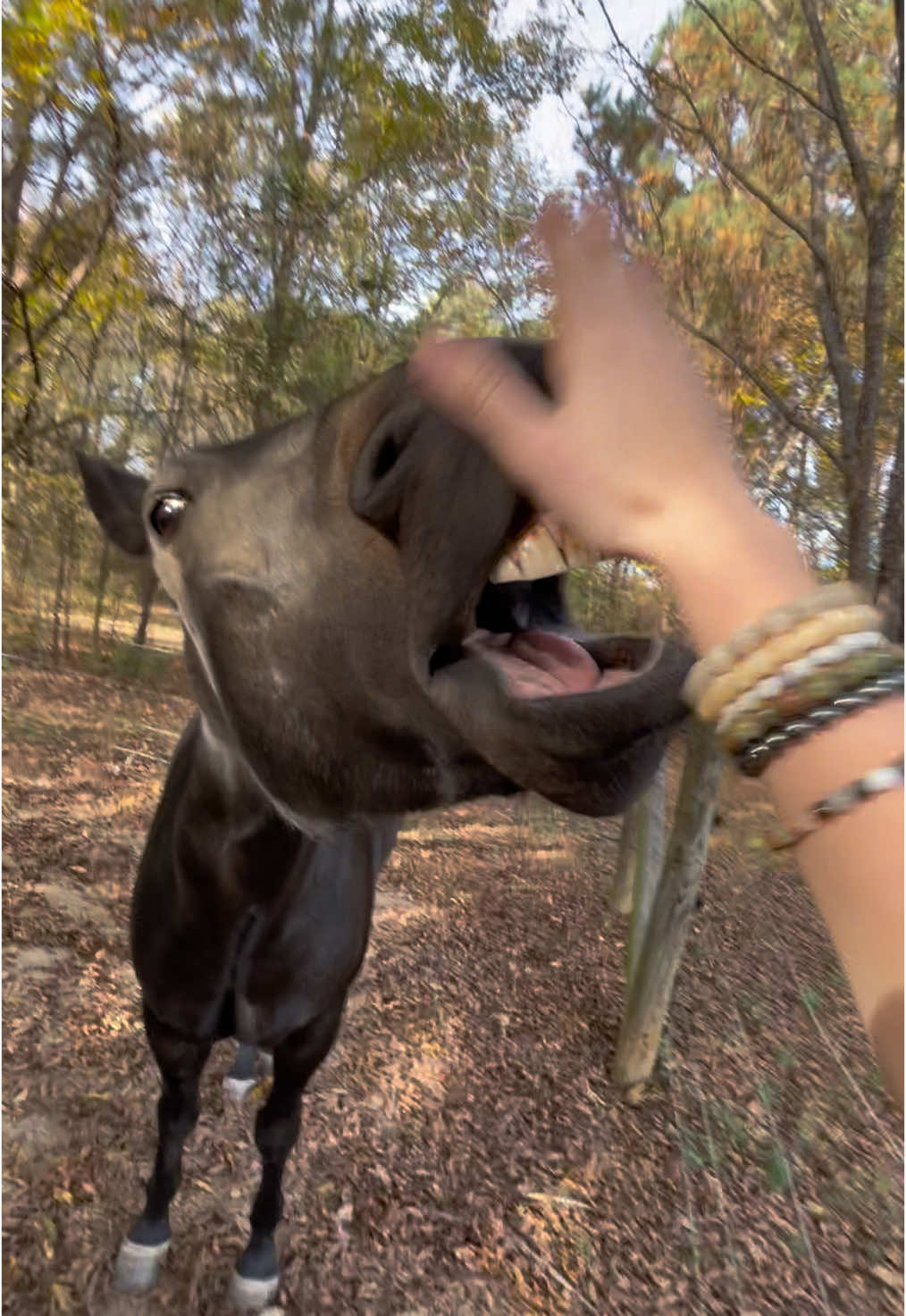 Onyx loves to be slapped in the teeth #fyp #funnyanimals #horses #funny #foryou #horse #equestriansoftiktok #horseowner #foryou #silly #weird #pony #horselover #rescuehorse #sillyanimals #farm #viral #blowthisup