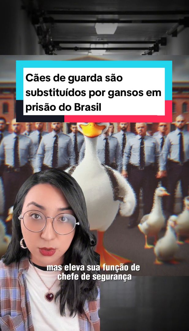 Uma prisão de Santa Catarina substituiu recentemente seus cães de guarda por um bando de gansos que gritam super alto quando uma pessoa tenta fugir (Fontes: CBC, G1, The Independent) #animaisnotiktok #animais #aves #curiosidades 