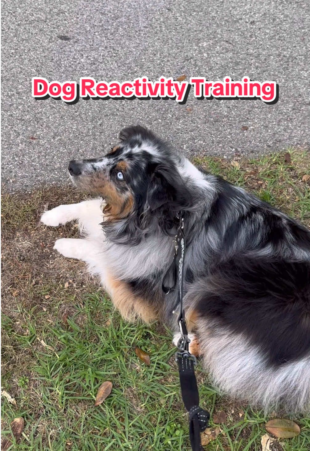 That split-second anxiety when a flexi lead dog rushes you, The same breed that started it all…but, he showed how far he’s come. 🐾 #ProgressNotPerfection ✨DOG REACTIVITY TRAINING✨ We were in the middle of training when I noticed a woman approaching with two dogs on flexi leads. One of the dogs was the same breed that originally attacked Koda, sparking his fear-based reactivity toward other dogs. I could feel the anxiety building in both of us as they got closer, knowing how much this moment would test Koda’s progress. His heart must have been racing as much as mine, but I stayed focused on keeping him calm and in the moment. As the dogs neared, the one that looked like the attacker started charging toward us, pulled along by the flexi lead with no control from the owner. Flexi leads can be so dangerous in situations like this, and I could see the irresponsibility playing out right in front of us. But to my amazement, Koda held it together. Despite his fear and the intensity of the situation, he didn’t break, didn’t react as he once would have. I’m incredibly proud of how Koda handled this moment. It was a real test of all the work we’ve been putting into his training and emotional resilience. Even with the dog charging at him, Koda stayed calm, focused, and, most importantly, trusted me to guide him through it. It wasn’t easy for either of us, but today, he showed just how far he’s come.   . #a#australianshepherda#aussied#dogsofinstagrama#aussiesofinstagramd#dogp#puppya#australianshepherdsofinstagrama#aussiepuppya#aussiesdoingthingsd#dogsa#australianshepherdworlda#aussielovep#puppiesofinstagramp#puppyloveb#bluemerlea#aussiea#aussiepuppyp#puppya#australianshepherdp#pupiranhaw#wigglebuttkodap#pupiranhavloga#australianshepherdpuppya#australianshepherdsoftiktoka#aussiesdoingthingsa#australianshepherdsworldp#puppylovep#puppydogp#puppytiktokp#puppycheckp#puppylifep#puppytokp#puppysd#dog#d#dogsoftiktokd#dogsd#dogloverd#dogmomd#dogloversd#doglifed#dogloved#dogsf#funnyh#humorc#cutel#losangelesc#california#playavista #reactivity #dogreactivity