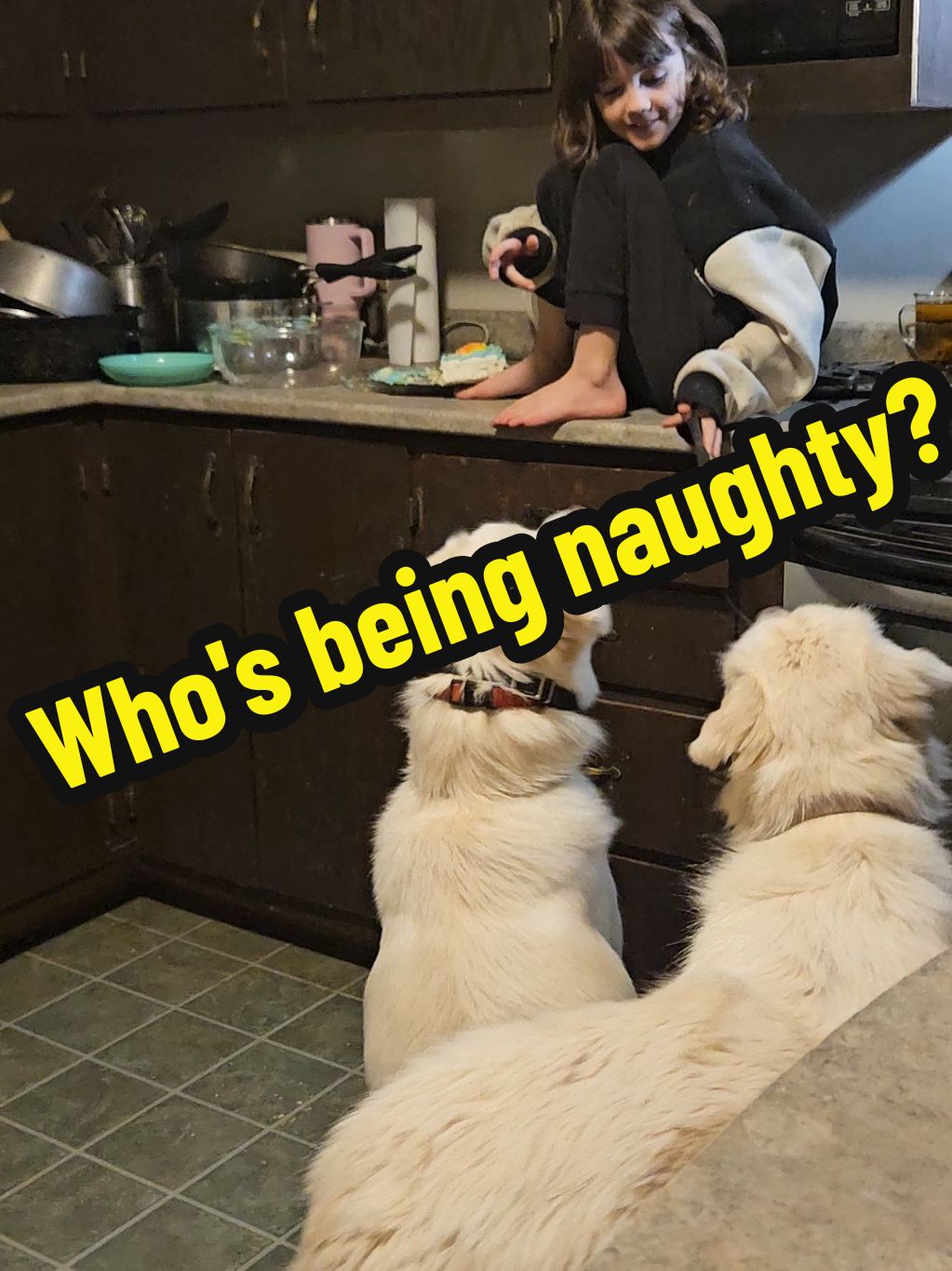 The kids always get upset when the dogs steal their food...  But ... 😂😂😂😂🙈🙈🙈 #cutepet #animallover #animal #animalsoftiktok #PetsOfTikTok #pets #dogs #maremma #cutedogs 