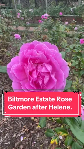 Let’s walk the Biltmore Estate Rose Garden . Roses looking good after Helene. @biltmoreestate #rose #roses #hurricanehelene#wnc #wncstrong 