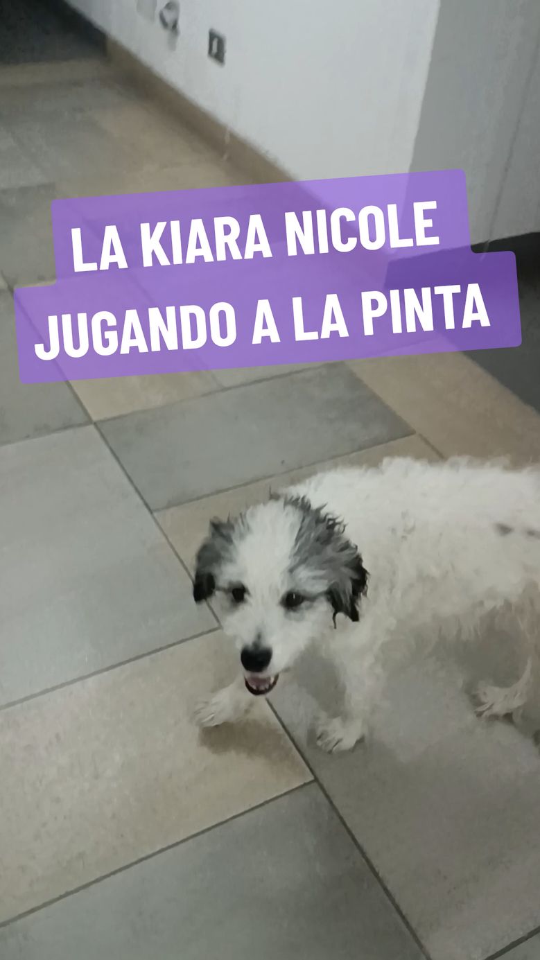 TE AMO WAWITA 🦝❤️‍🔥🏴‍☠️  #KIARA #PERRITO #doglover #perrita #juego #bodegas #lapinta #perrita #kiarita #mascota #perrhija #cosamasloca #paratiiiiiiiiiiiiiiiiiiiiiiiiiiiiiii #tiktok #perros #foryou #dog 