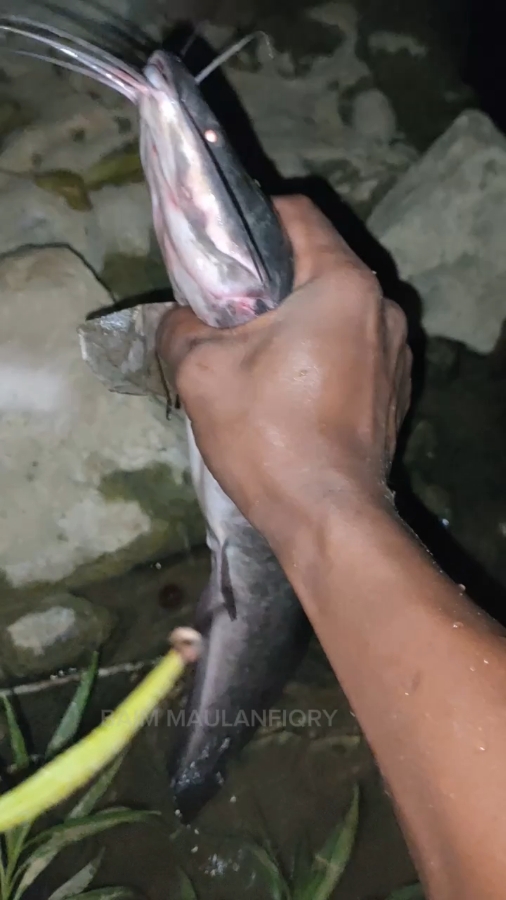 nangkap ikan besar banget 😱