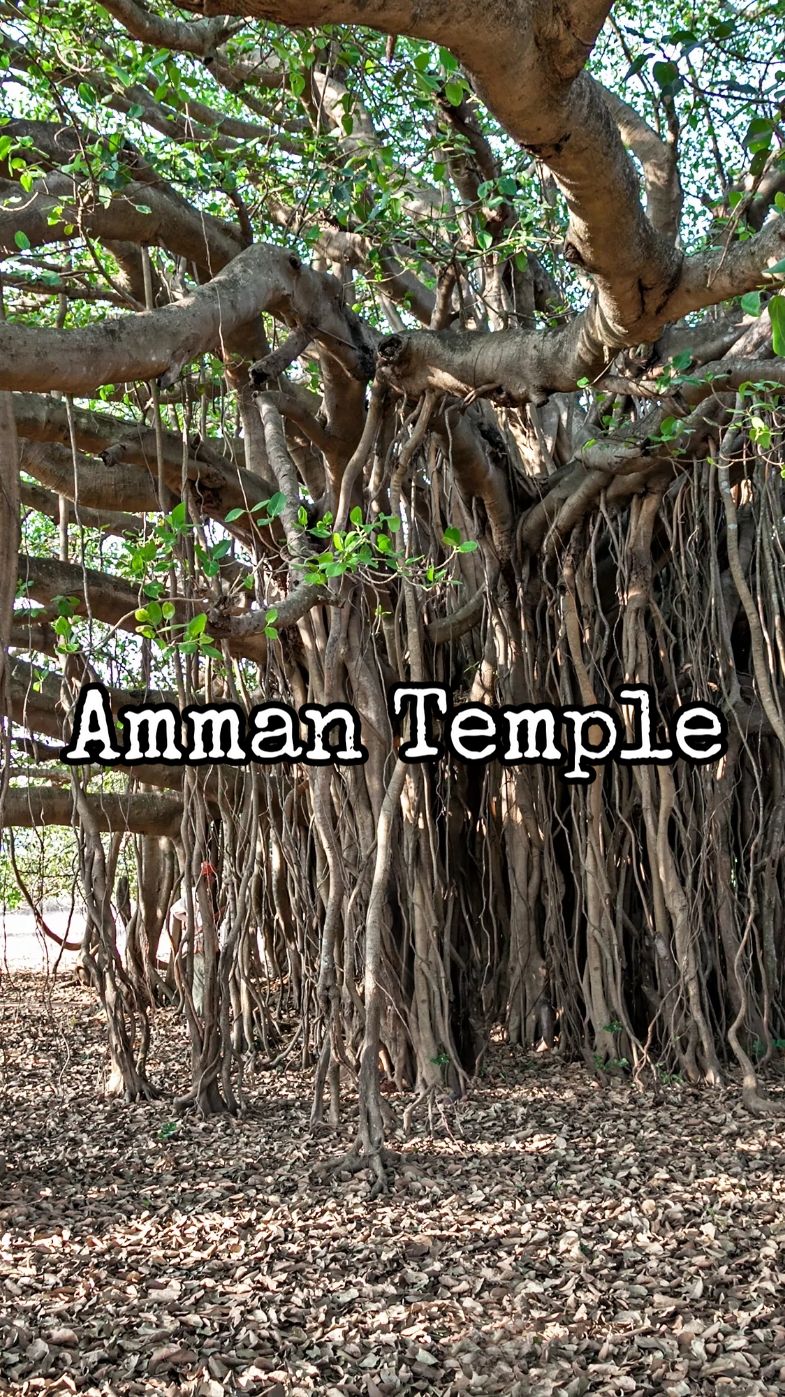 Amman temple Kedah #fyp #fypシ゚viral #GoodVibesOnly #gayathrikannama #amman #hiddengems #hiddentemple #temple #kedahtemple #ammantemple #bukitselarongkarumariammantemple🙏🏻❣️ 