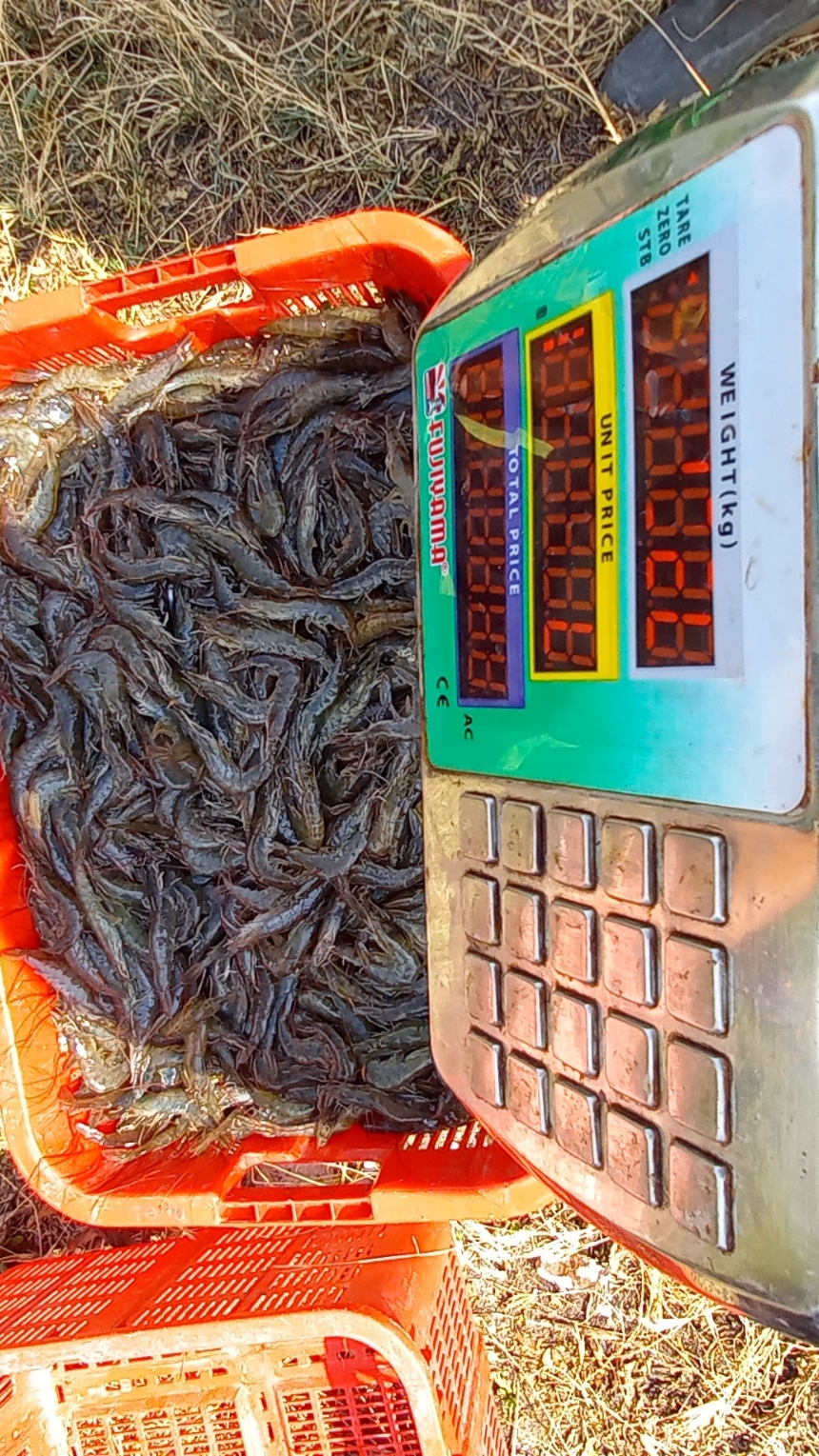 Muemet  😴😴🦐🦐🦐 #petambakudang #udangvaname #udang #pengusahamuda #tambakudang #suksesbutuhproses  #fyp #fypシ゚viral #fypage #fouryou 