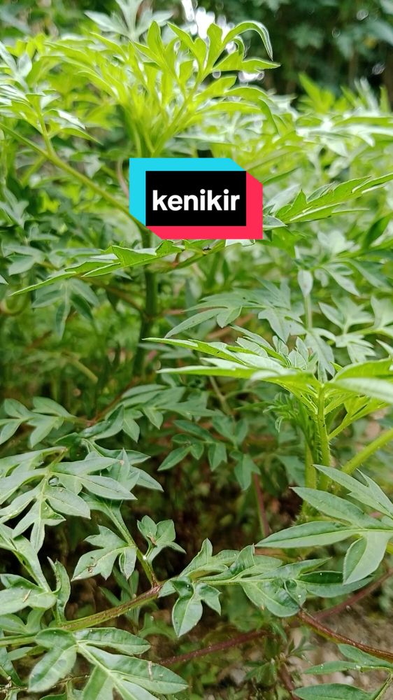 kenikir bagus untuk tulang, kesehatan jantung  pencernaan#tanaman #herbal l#lalapan #kesehatan #dwisri 