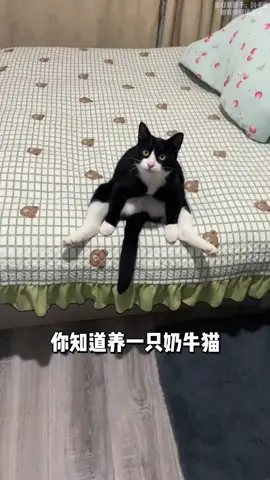#petsupplies #宠物宝贝你知道养一只奶牛猫是一种什么体验呢？#宠物食品专业OEM代工厂 #上热门 #@DOU+小助手 
