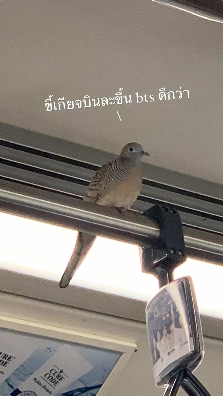 Bird Upgrade🐥😎✨ #แปลก