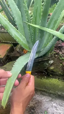 #tree #fyp #aloevera #viral #heathy #foryou 
