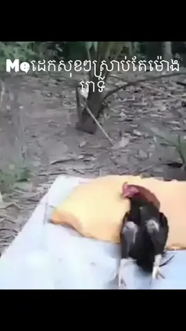 #fyp #alarm #chicken #snoring #sleep #meme #ពូផាតកំពូលអ្នកផ្សាយព័ត៌មានប្រចាំចក្រវាល 
