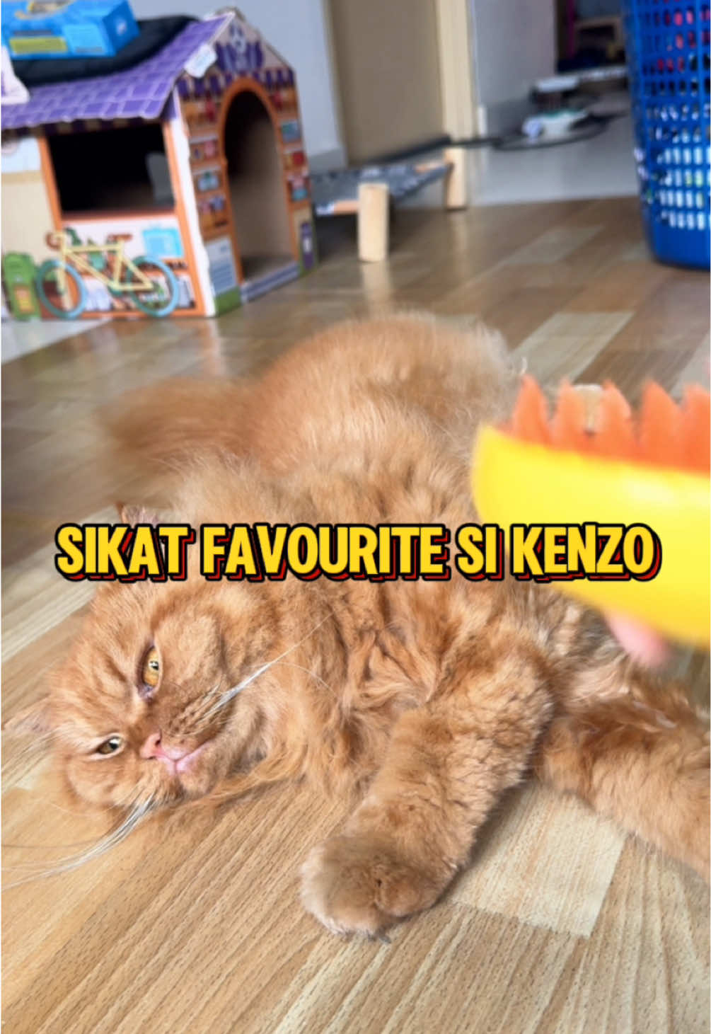 acik ankel boleh la manjakan kucing acik ankel dengan sikat pisang ni. Kenzo suka tau! #sikatkucing #sikatwapkucing #kucing #cat 