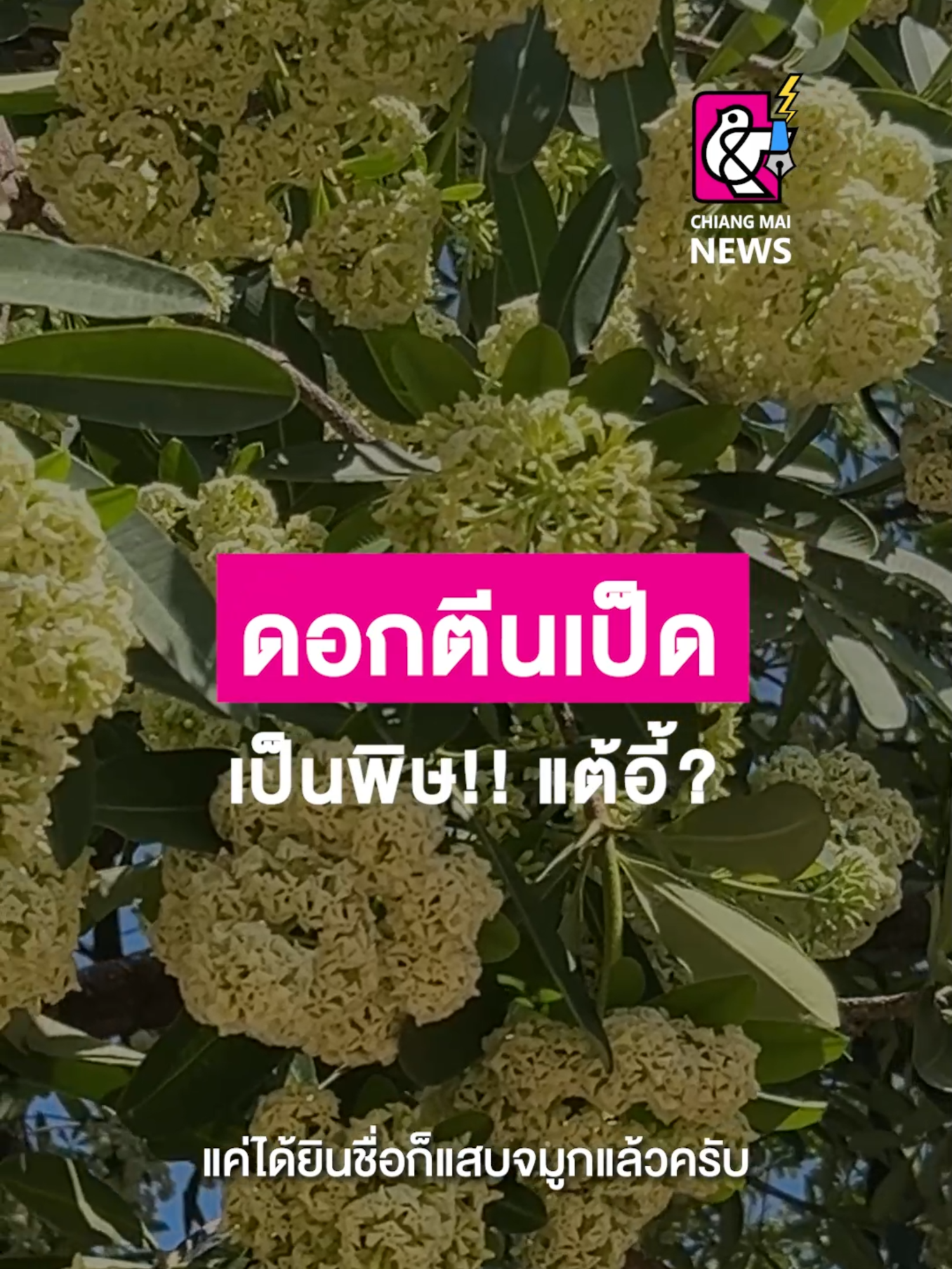 ดอกตีนเป็ดเป็นพิษ!! แต้อี้? . #เชียงใหม่นิวส์ #chiangmainews #ข่าวเชียงใหม่ #tiktoknews #ดอกไม้ #ต้นตีนเป็ด #พญาสัตบรรณ #ฤดูหนาว