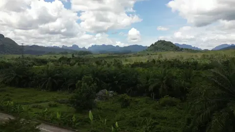 Thailand has over 17 million rubber smallholders who help make products like tyres and latex gloves. However, traditional rubber farming causes problems such as deforestation and high pesticide use, affecting the environment and communities. Smallholders, such as Wanida Heedyim, are now turning to sustainable methods and technology with the help of AGRIAC, a local non-profit. AGRIAC's app provides farmers with market data and better prices while cutting out costly middlemen. By following the Forest Stewardship Council standards, these smallholders can gain higher prices. They also attract more members to join them and help protect the environment. For more details, watch the video. . . . . . #smallholders #Thailand #sustainablerubber #rubber #farmers #sustainabilitymatters #rubberfarming #sustainablefarming