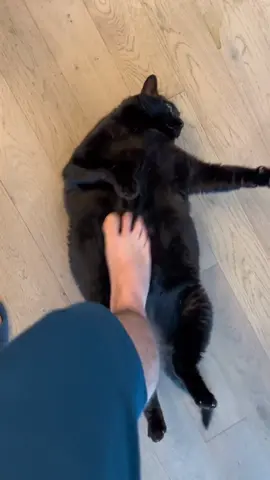 The joy of fat cats#😂😂😂 #cat #funny #cute #pet #haha #nice 