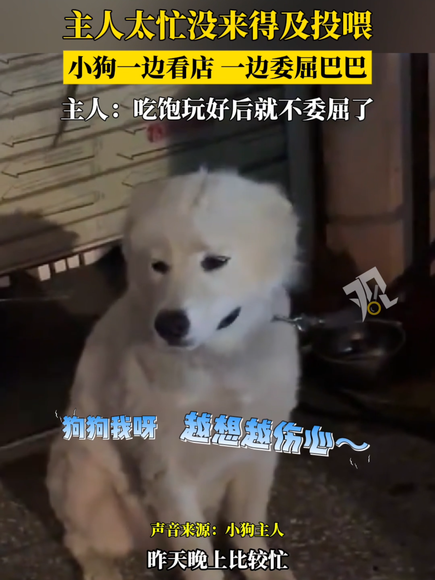 要哄哄！主人太忙沒來得及投餵，小狗一邊看店一邊委屈巴巴！#dog #pet #funny #tfypシ #cute #healing