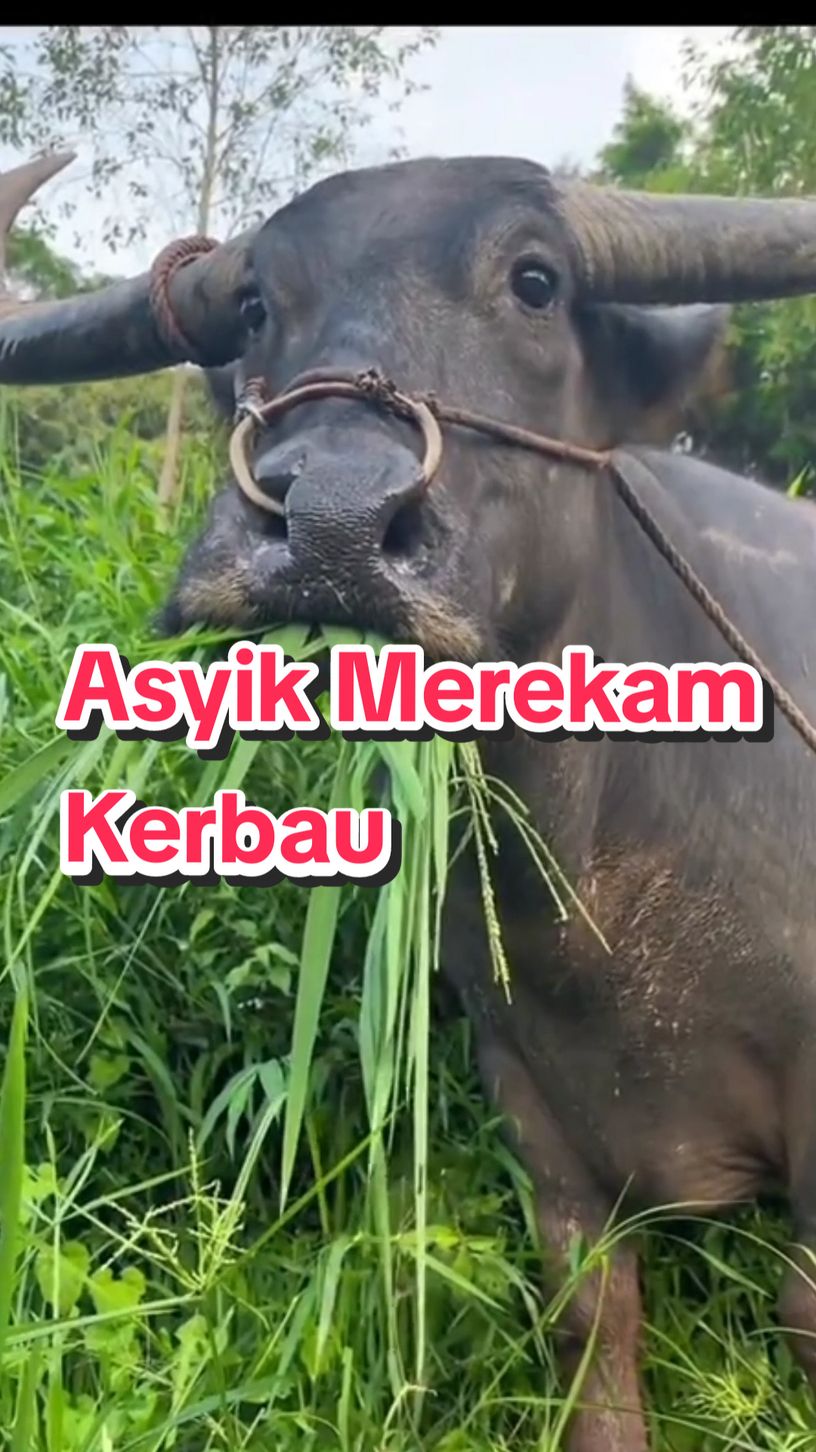 kaget saat merekam kerbau 🤣🤣 #memelucu #memetiktok #kerbauviral🐃 #kerbaulucu #lucungakak #viral #kontenterus #viralkagak #fyp @ytta @🇮🇩Warni Vallen15/Sahara🇮🇩 @Suro Diro 