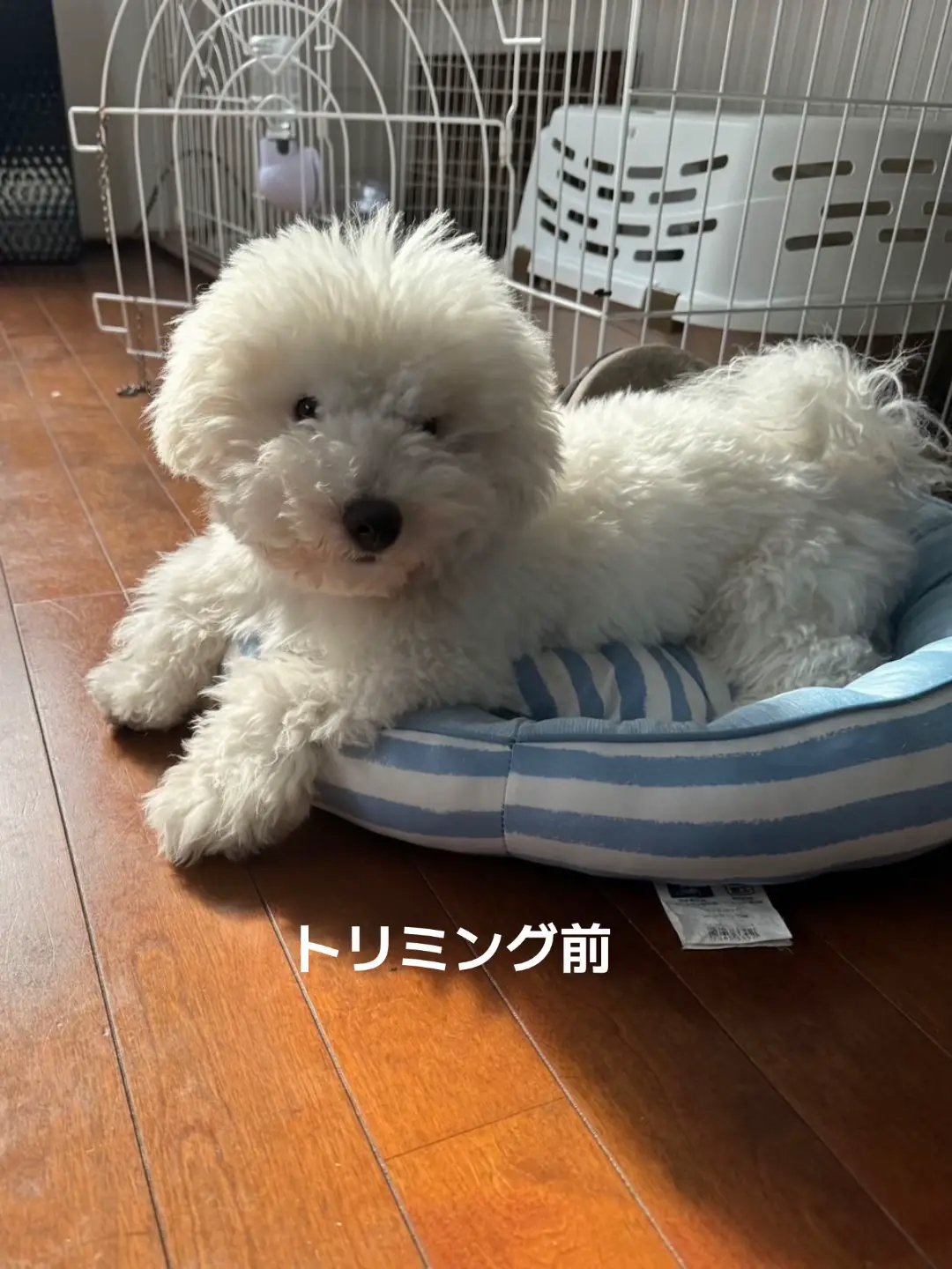 スッキリまんまるになりました🩷　#ビションフリーゼ #bichonfrisé #bichonpuppy #犬のいる生活 #비숑프리제 