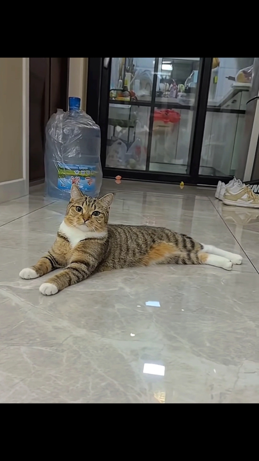 hey babe cr: 条条呢？🐱 (douyin) #cat #rizz #fyp 