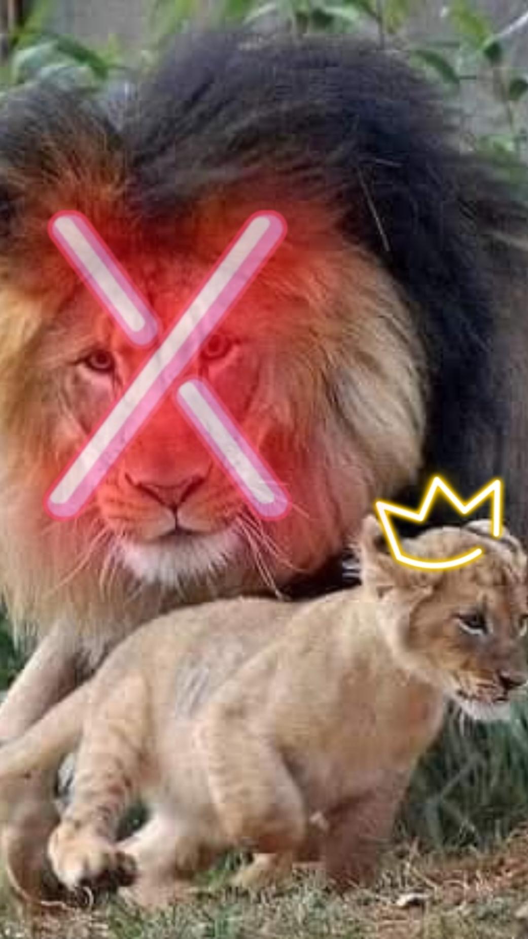 Mom, is my father the king of the forest?  #funny #video #TIKTOK #fyppppppppppppppppppppppp #wow #lion #😂😂😂😂😂😂😂😂😂😂😂😂😂😂😂 