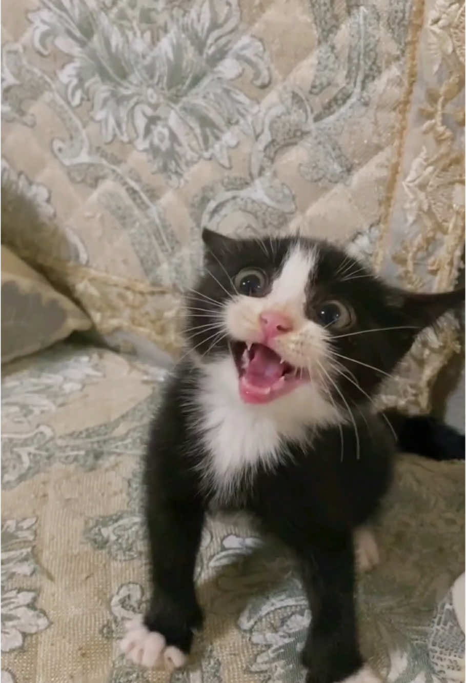 Meow🤣🤣#cat #funny #catsoftiktok #foryou #fyp #foryoupage #funnyvideos #cute #pet #cutecat #animal #animalsoftiktok #usa🇺🇸 #catlover #cats #funnycat #tiktokcat #pets #kitten #funnyanimals #cute 