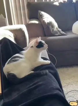 #tiktok #foryou #foryoupage #funny #fypシ゚viral #cat 