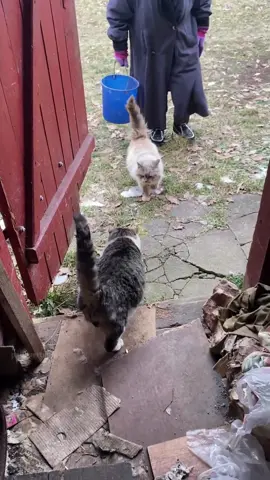 What just happened?#cat #catsoftiktok #catlover #funny #funnyvideos #foryou #fypage #fypツ #funnycat #funnytiktok #cats