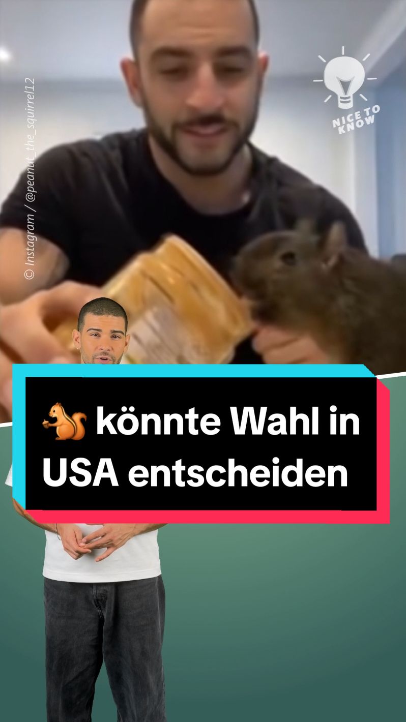 Einfach Eichhörnchen entscheidet US-Wahl mit 🐿 #uswahl #usa🇺🇸 #donaldtrump #trump #kamalaharris #harris #whattowatch #democrat  #republican #election #uselection #eichhörnchen #peanut 