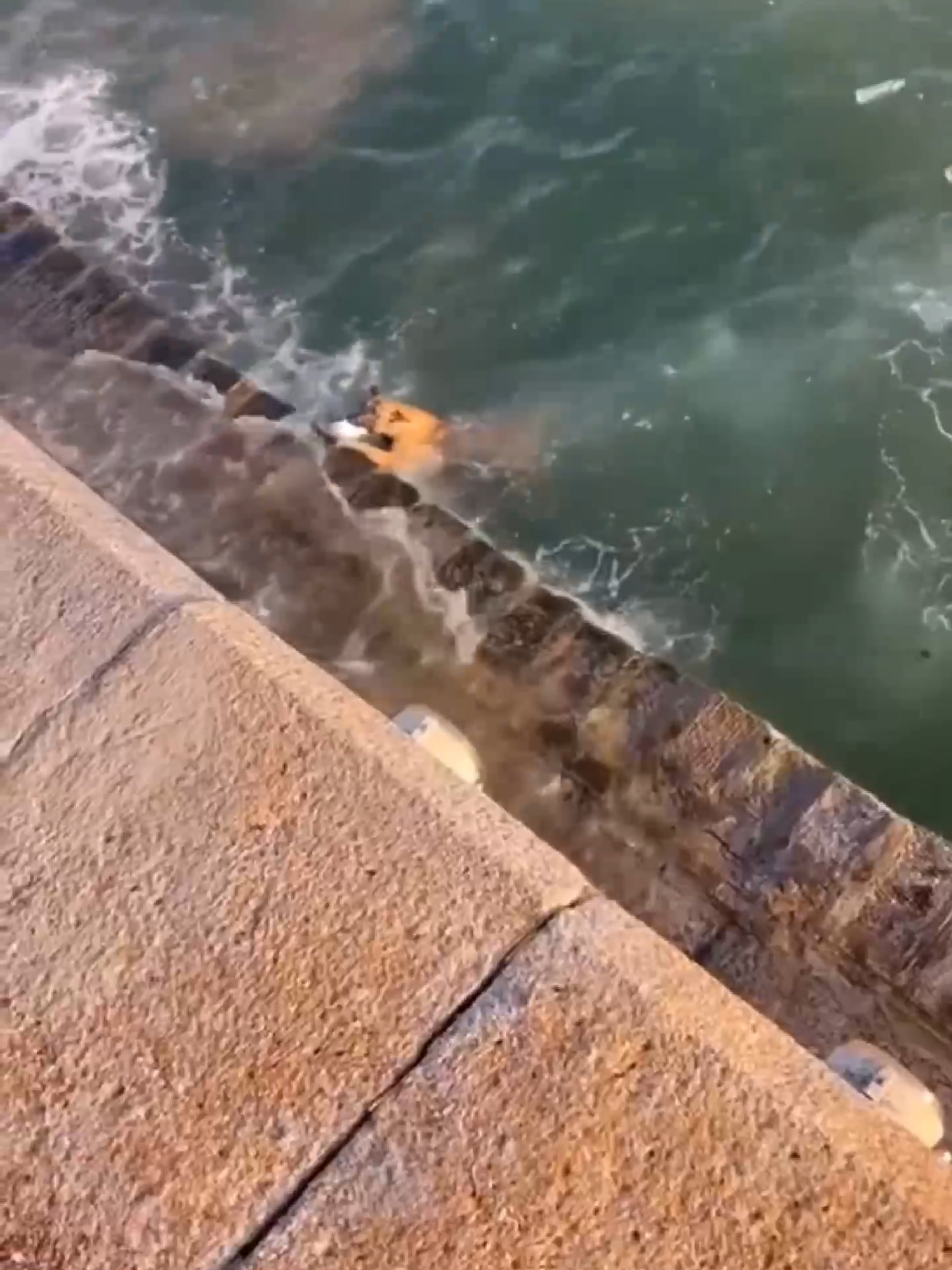 A responsible dog is seen helping to collect trash from the sea.#dogs#fyp#Love#animal#environment#oceancleanup#cute#ecopets#smartpet#doggy#puppy#protection