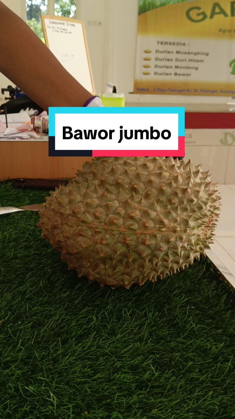 Bawor jumbo. #semarang24jam #durianbawor #kulinersemarang #wisatasemarang #semarang #gunungpati #durianranahminang #duriangunungpati #durianenak #durianmontong #bawor #durianjogja #semarang24jam #kebunduriangardenida #petaniindonesia🇮🇩🇮🇩🇮🇩🌿🌿 