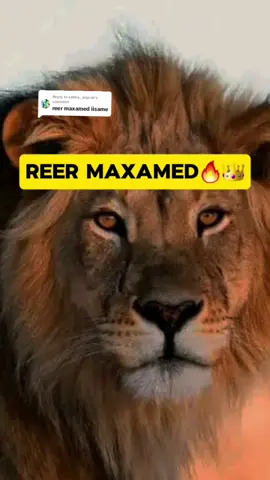 Replying to @zalma__argsan waad iga haysaa indr #reermaxamed nimo #baki #ruqi #fardolaguxidh #borama #afcas 