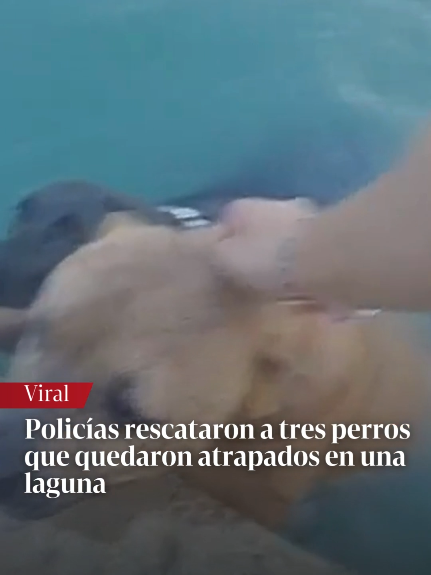 ¡QUÉ HÉROES! Agentes de policía rescataron a tres perros de un estanque. Las imágenes fueron difundidas por el Departamento de Policía de Manvel. La policía dijo que recibieron una llamada temprano en la mañana informando que tres perros estaban atrapados en el estanque. Actuando rápidamente, los dos oficiales, identificados como el sargento Peters y el oficial García, pudieron sacar a los perros del agua y llevarlos a un lugar seguro. 