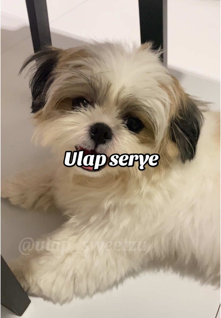 Replying to @alwinastreams nakatingin pag kinakausap ang batuta 😄 #allaboutulap #shihtzu #shihtzupuppy #dogsoftiktok #PetsOfTikTok 