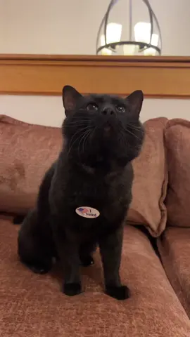 Mr. Moonpie 💙 #cat #catsoftiktok #cats #fyp #voteblue2024💙 