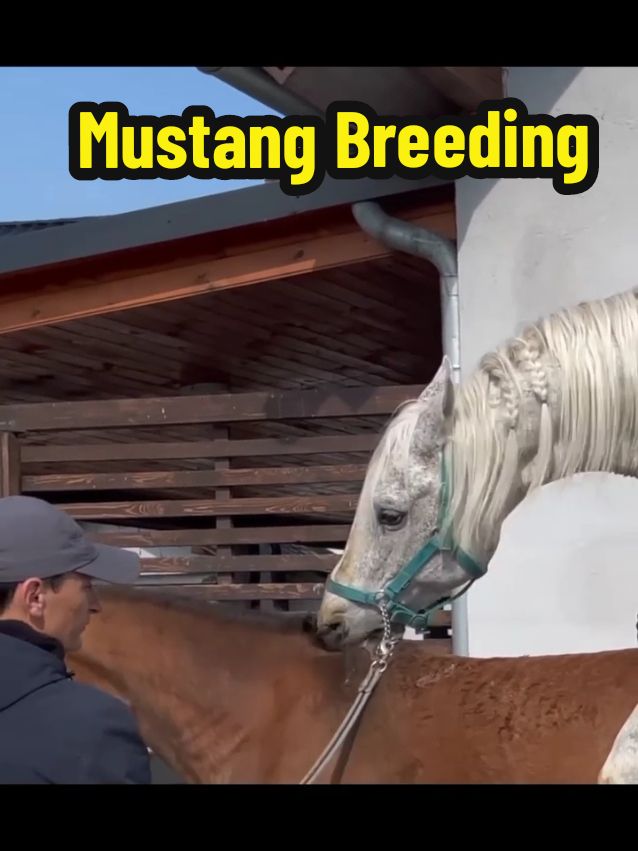 How Mustang Horses Breeding Educational Video #foryou #horsebreeding #horses #mustang 