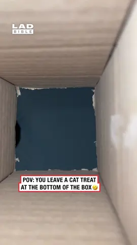 The grey cat has no patience 🤣 (🎥: Collab) #ladbible #catsoftiktok #pov #animals #funnyvideos😂