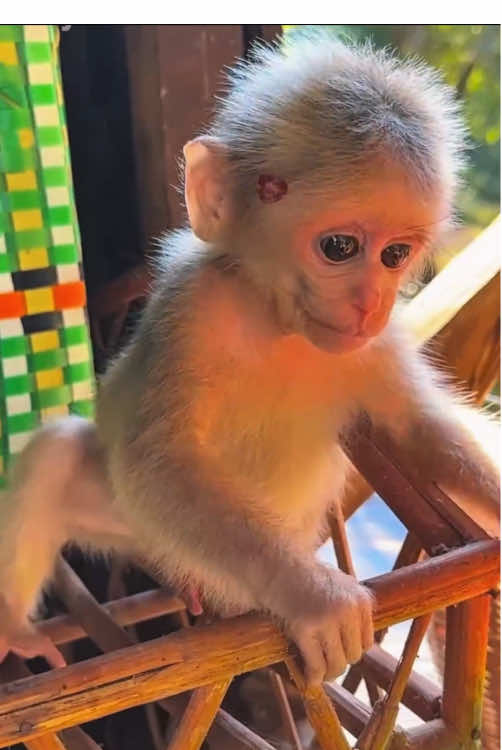 The funny monkey #monkey #monkeys #monkeydluffy #babymonkey #cute #cutemonkey #wildlife #usa #monkeyface #wildanimals #animals #pet #foryou #cuteanimals #monkeybaby #monkeylover #poor #babyanimals #adorable #viral 