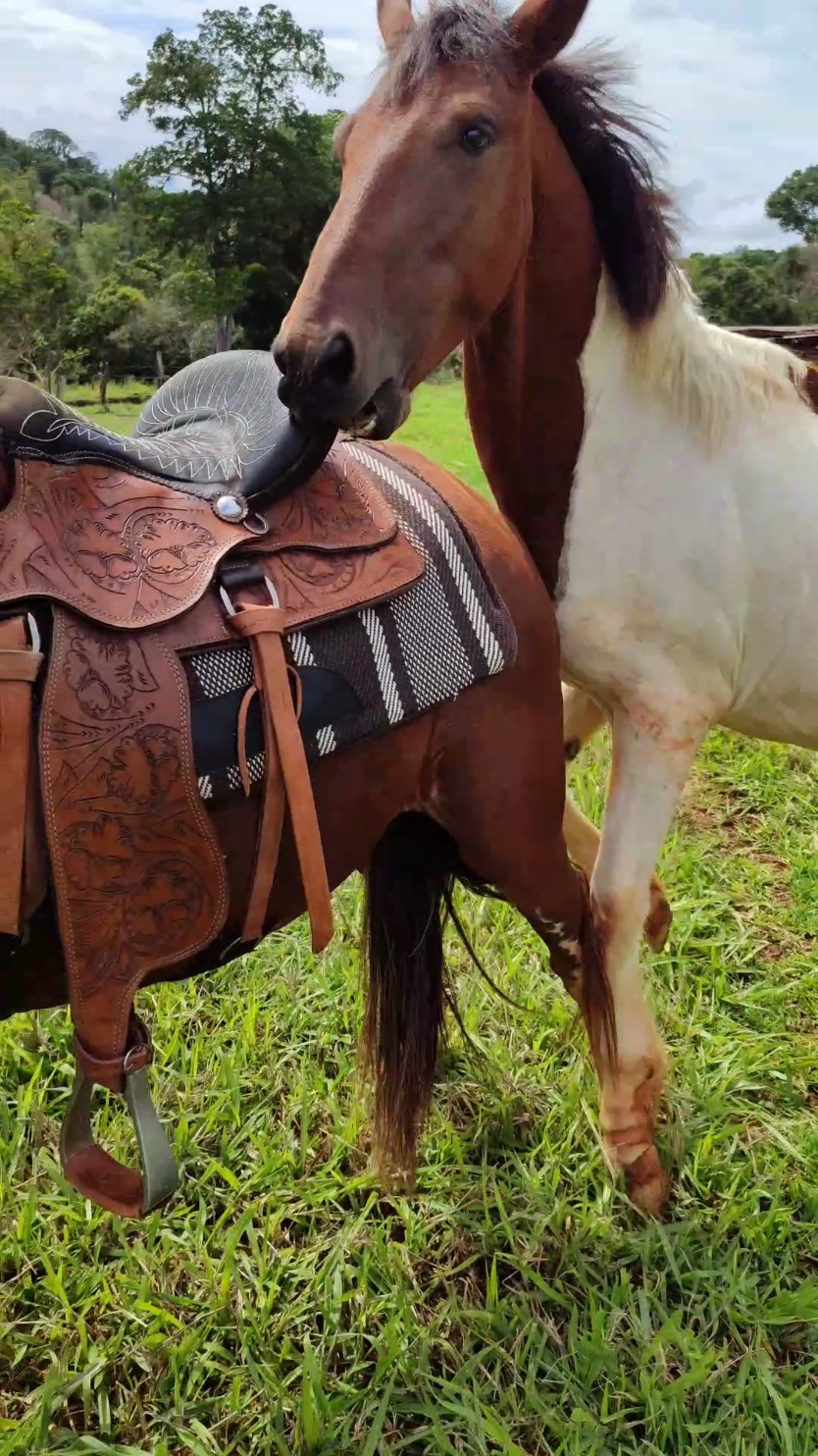 Potro garanhão é difícil🤦🏻😮‍💨 #mangalargamarchador #cavalopampa #pampa #horsegirl #cavalo 