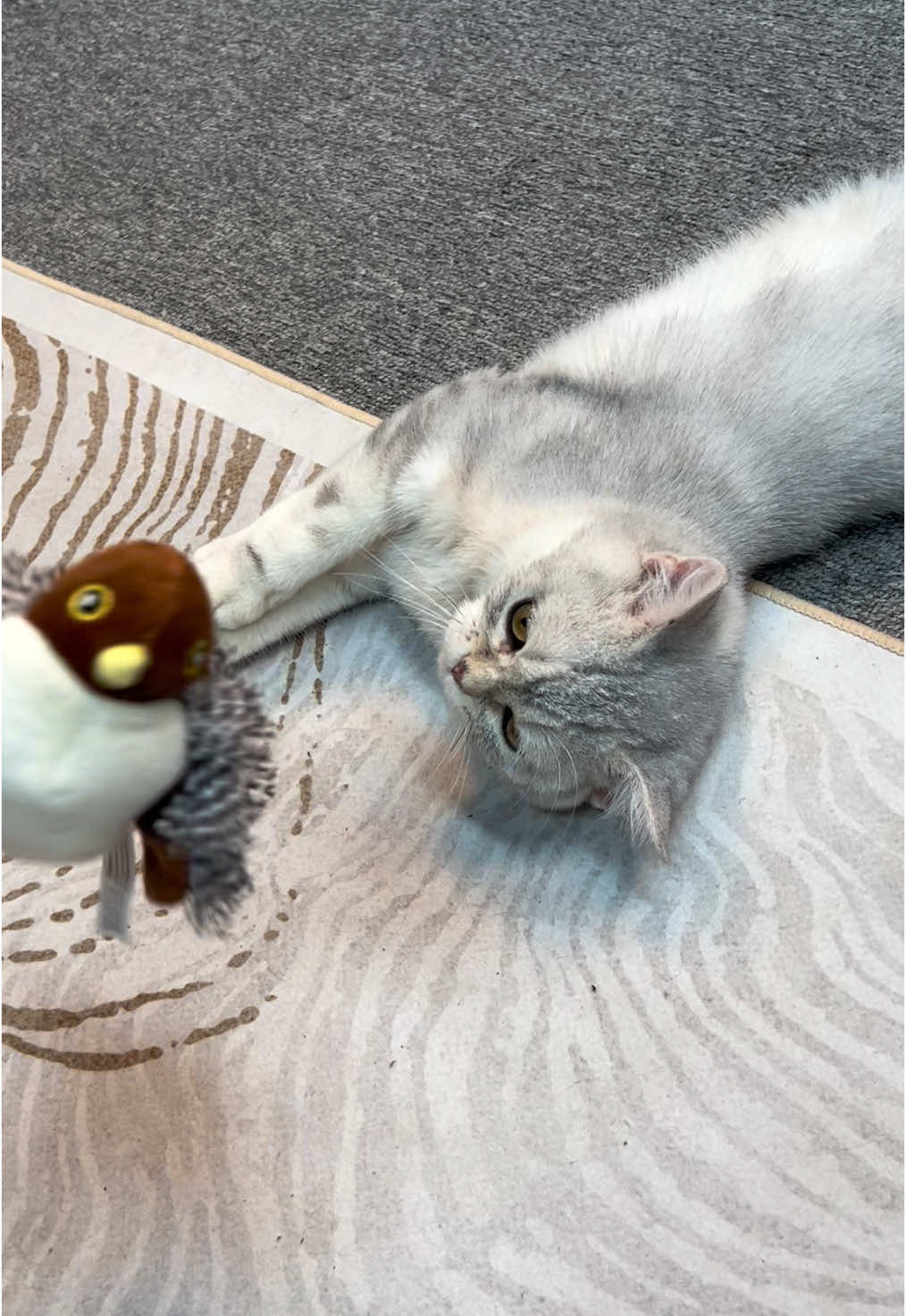 Flapping bird is his best buddy! #cats #cat #cutecat #cutecats #kittycat #catsoftiktok #fyp 