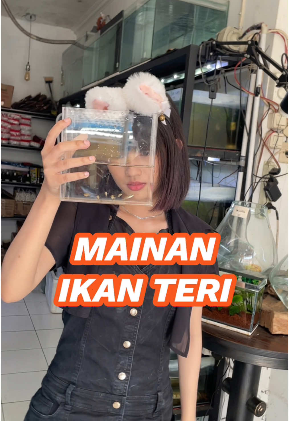 Ini ikan untuk aquascape. Ada pertanyaan bisa komen atau DM #channaindonesia #tokoikan #tokoikansalatiga #ikansalatiga #ikanhiassalatiga #tokoaquarium 