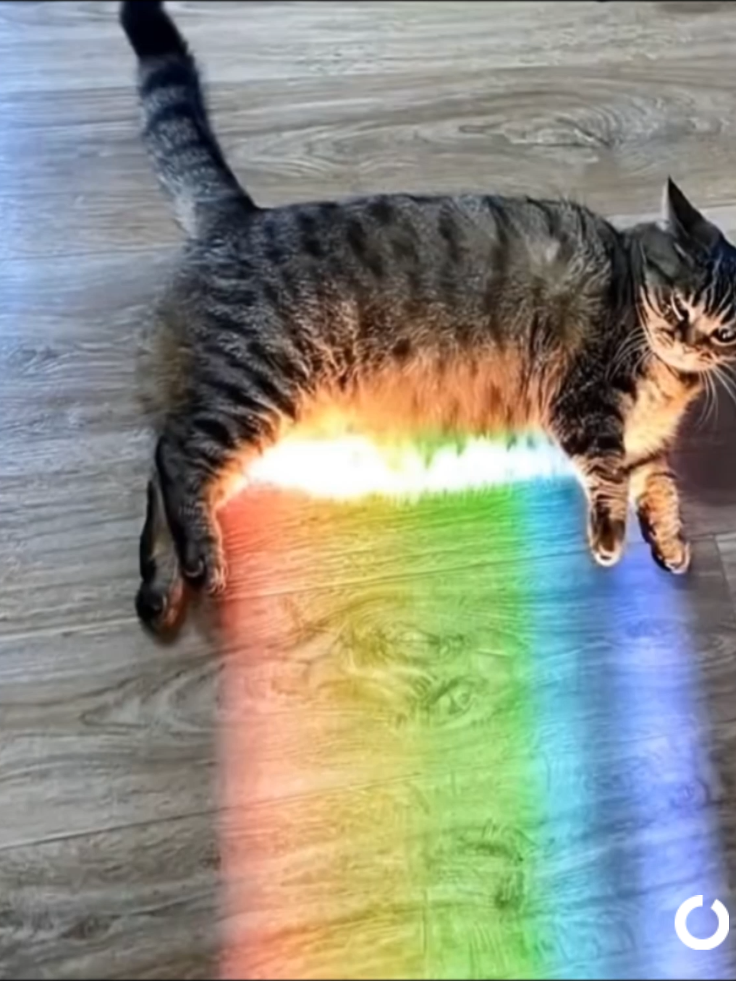 Shine On Crazy Cat #pinkfloyd #rogerwaters #cats