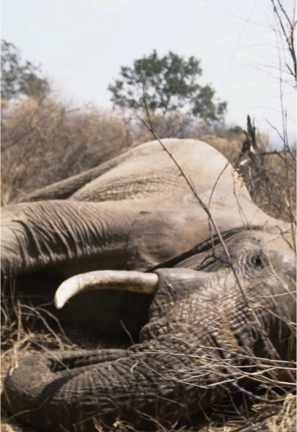 15 minutes to save a life and spare an elephant agonising pain and suffering.   Snares pose a lethal threat to wildlife. Left unchecked, these rudimentary devices can take down even nature’s greatest giants. We have witnessed the fatal consequences of snares far too many times: limbs severed, lives lost. Read the full story of how our Airwing and SWT/KWS Tsavo Vet Unit ensured that on this occasion, the potential victim walked away before irreparable damage was done: sheldrickwildlifetrust.org/news   #sheldricktrust #veterinary #vet #treatment #snare #kenya #wildfire #elephant #aerial #helicopter #animals #sheldrickwildlifetrust 