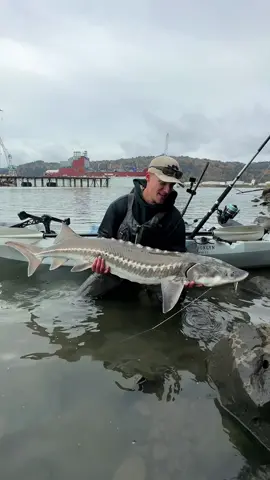 Finally caught one! After fishing for 5 days with no bites I drove 300 miles to a different stretch of river and we crushed them! Although this isn’t the 10ft+ river monster I was after it is still a great bucket list fish. After holding a sturgeon this size I can only imagine how difficult holding a 10 footer must be. For those that don’t know the spiny scales on these fish are razor sharp and if handled incorrectly, a thrashing sturgeon can leave you with a deep cut requiring stitches!  These fish are prehistoric, it’s like holding a living dinosaur. The earliest sturgeon fossils date back to the Late Cretaceous period, around 174–201 million years ago! These fish live anywhere from 50 to 100 years old, although someone argue that they can live even older!  Depending on the species, sturgeon can grow to be very large, with some reaching lengths of over 20 feet and weighing more than 1,500 pounds! The largest sturgeon on record was a beluga female captured in the Volga Delta in 1827, measuring 23 ft 7 in long and weighing 3,463 lb. In the last 25 years anything over 11/12ft is considered a very rare trophy fish. Makes you wonder how many giants are still swimming around out there!  YouTube video of this adventure coming soon, head over there and subscribe so you don’t miss it 📸 • •   • #fishing #kayakfishing #sturgeon #rivermonsters #prehistoric #fish #bucketlist