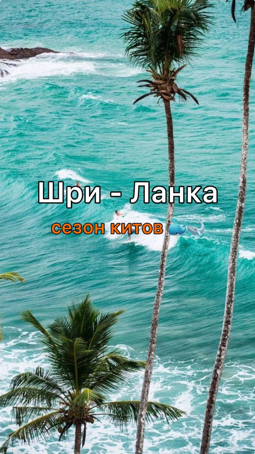 🌴 Шри-Ланка 😍 🐳 Наблюдение за китами — одно из ярких зрелищ в Шри Ланке. Здесь, в теплом Индийском океане можно встретить синих (голубых), горбатых китов, кашалотов, финвалов, иногда косаток и несколько видов дельфинов. На юго-западном побережье Шри-Ланки китов можно увидеть с ноября по апрель. #турагент #турыпомиру #путешествовать #путешествияпомиру #шриланка2024 #шриланкаэкскурсии 