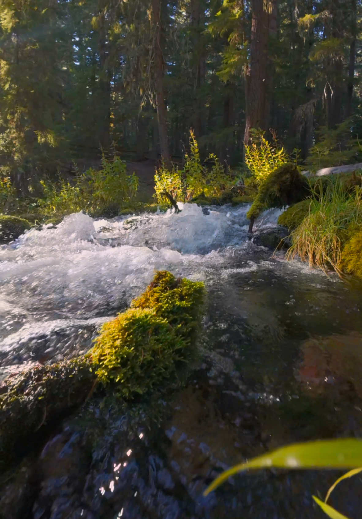 Making my way over lush moss and vibrant greenery to reach a beautiful little river in the forest—a peaceful escape into nature’s embrace 😍 #nature #Outdoors #cinematic #calm #river 