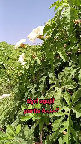 tighri ugujil Matoub #chansonkabyle #matoub_lounes #مترجمة 