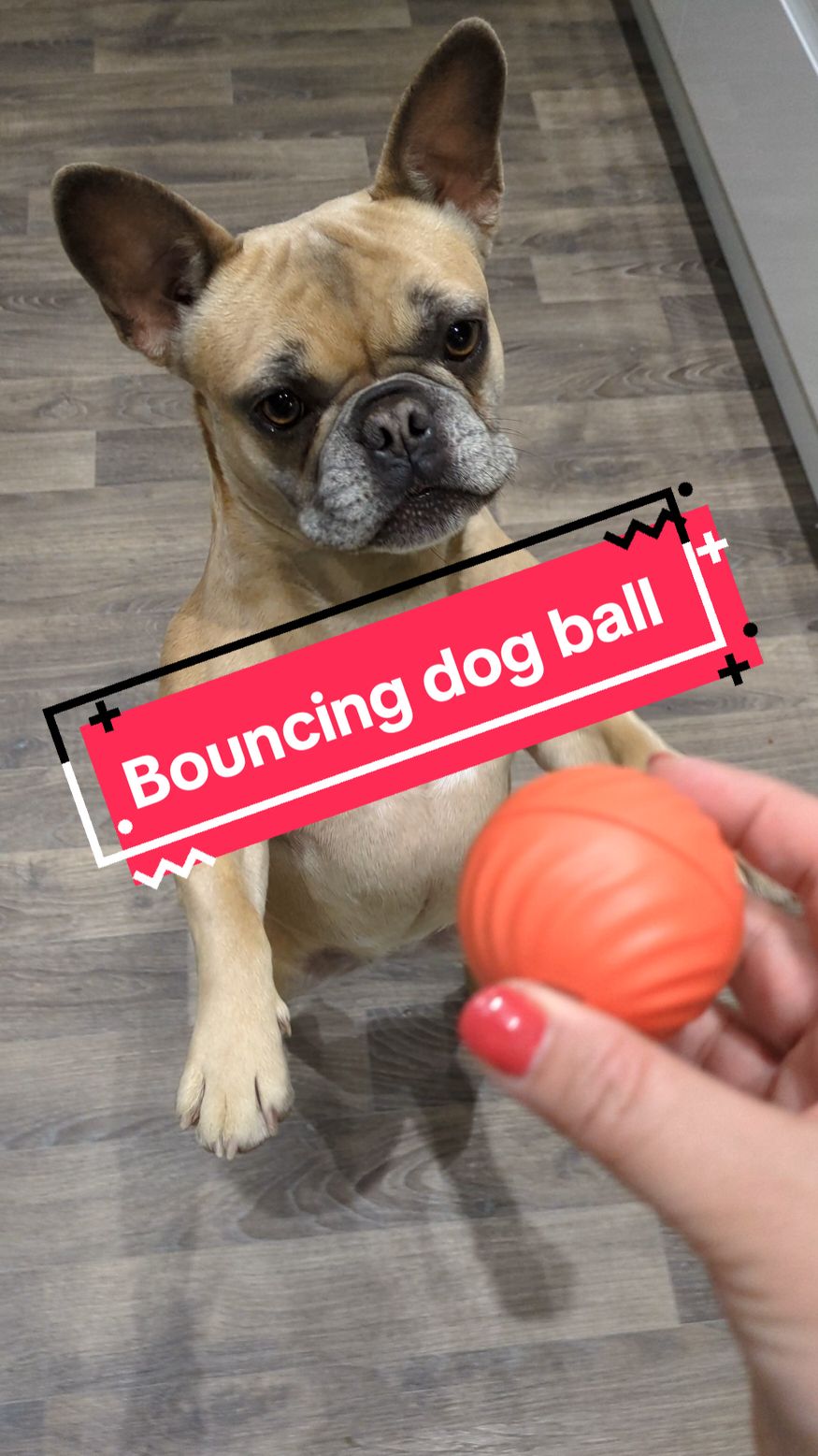 #dogtoy #cattoy #pet #frenchie #frenchiesoftiktok #fun #ball #christmas #stockingfiller 