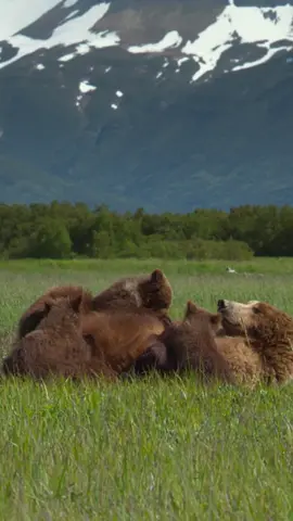 Playtime in the meadows! 🐻✨ These young cubs are practicing their wrestling moves, essential for becoming strong bears in the wild 🐾🌿  🎥: #NatGeoQueens  