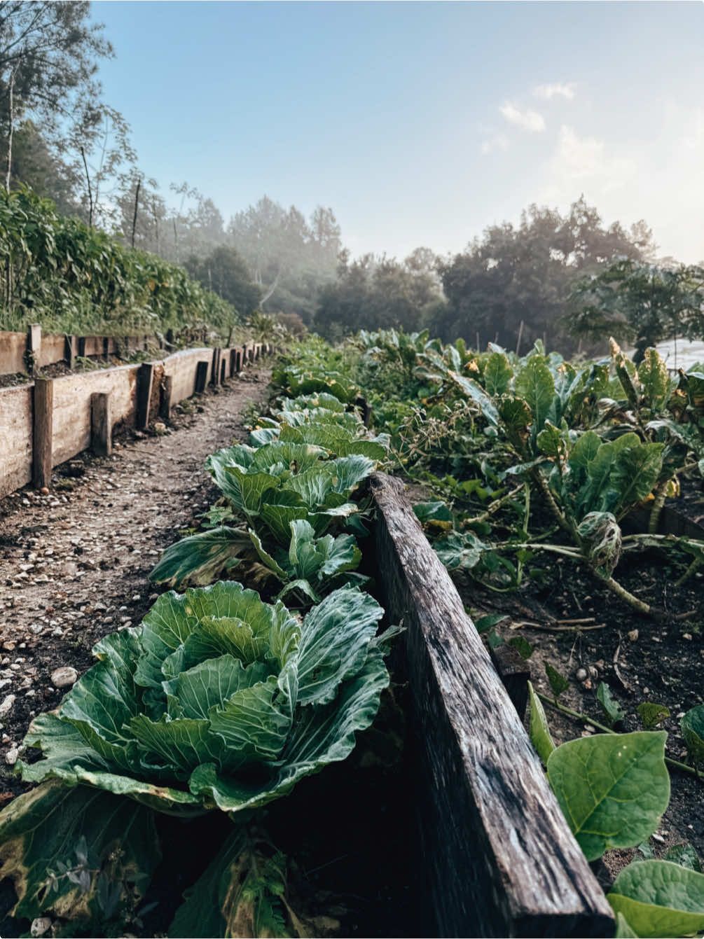 One of the most beautiful permaculture gardens I’ve ever seen in the Belizean rainforest. Terraces, swales, simple roofing with wooden braces, tall sticks and twine is all that’s used to grow nutrient rich-food in abundance. They grow pumpkins on the forest floor as we do at home at Axe & Root Homestead, with vines climbing trees. ✨