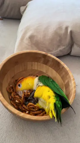 Snacks anybody? #👀  . . . . #birdtok #parrotsoftiktok ###caiques #caique #whitebelliedcaique #caiqueparrot #parrots_life #rostkappenpapagei #papageien #funnyvideos #snacks #birdlovers #parrotsworld 